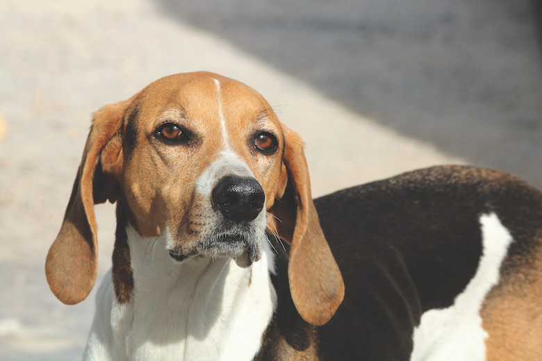 American Foxhound Images